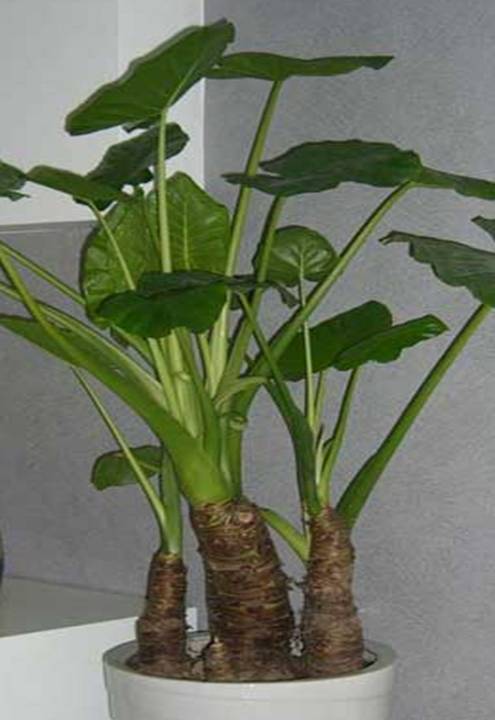 18种常见室内植物的功效