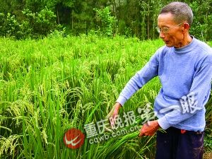 忠县“懒”木匠培育出“懒人稻”，亩产高过普通杂交稻，口感香糯好似东北米