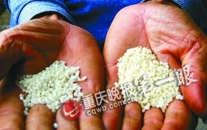 “懒人稻”（左）米粒较小