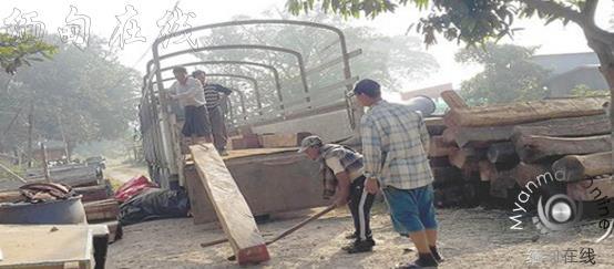 2015-16财年缅甸共查获4.6万余吨非法走私木