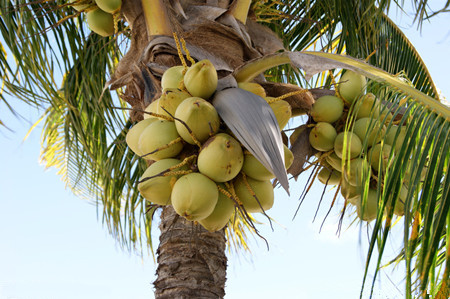 椰子施用有机肥的技术