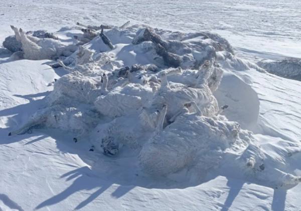 因暴雪降临蒙古国的牲口死亡了10%多