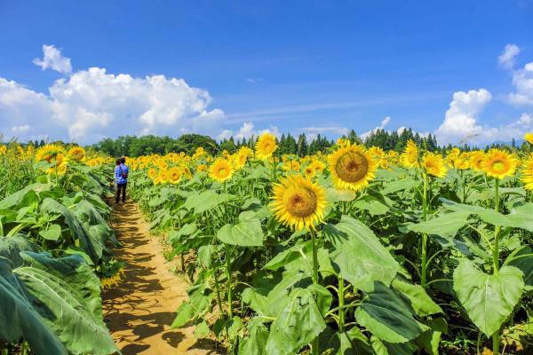 伊洛瓦底省耶基县区种植的冬向日葵已有5千多英亩完成采收工作