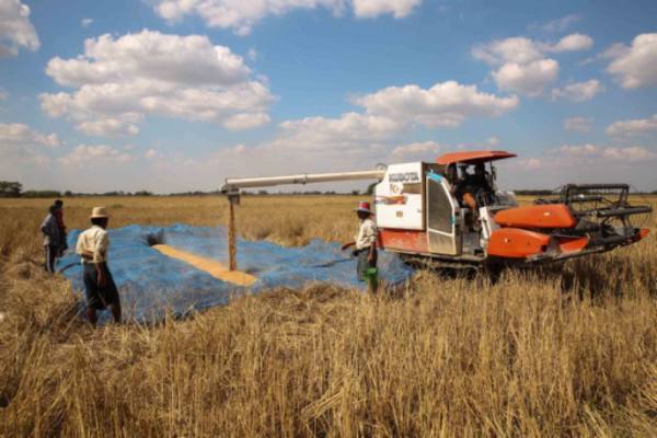 伊洛瓦底省瓦溪码县区完成了今年夏季稻12.8万英亩的种植工作