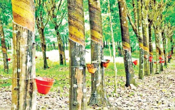 孟邦橡胶种植面积占缅甸全国橡胶种植面积的40%