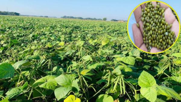 孟邦比林县区绿豆已大量上市农民们获得一定的收益
