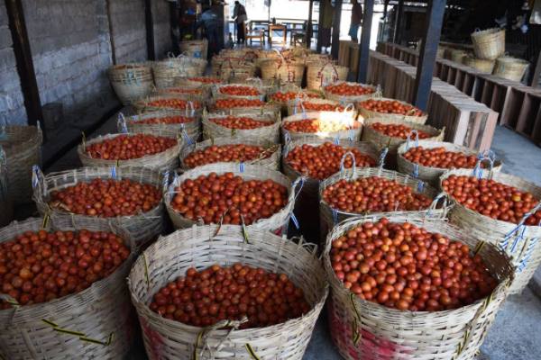 掸邦南部茵莱湖地区出产的番茄质量好销售也热络