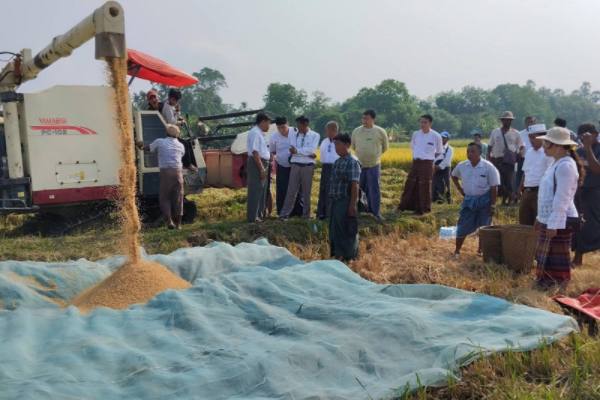 勃固省敏拉县区种植了夏季稻1.2万多英亩