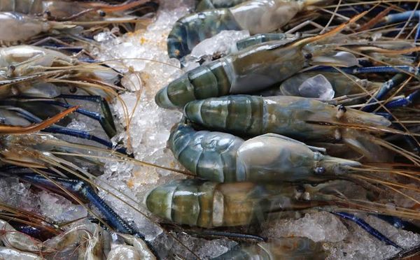 缅甸在4月份这一个月内向国外出口虾类300多公吨