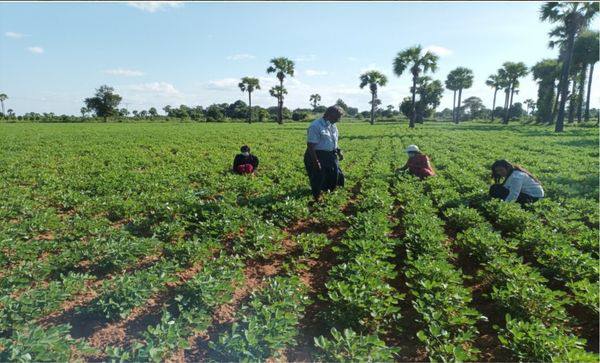 掸邦南部德努民族自治区彬得亚县区准备雨作物种植工作