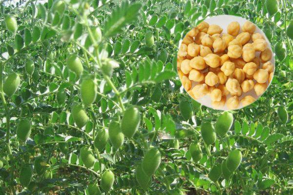 马奎省色漂县区作为冬作物种植了鹰嘴豆700英亩