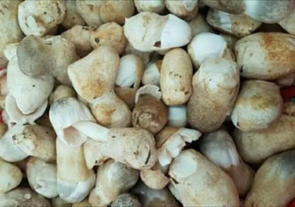 伊洛瓦底省博加礼县区上个月间向仰光市输送出了大量稻草菇