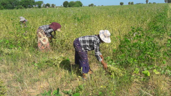 马圭省本漂县区冬季种植的1.5万多英亩冬芝麻已全部完成采收