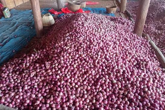 实皆省蒙育瓦县区完成冬洋葱4千多英亩的采收工作