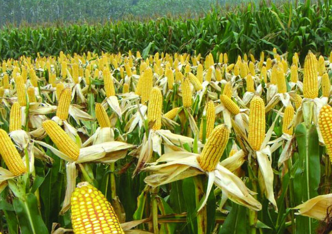 实皆省敏牧县区冬季种植的甜玉蜀黍作物已完成2千多英亩采收