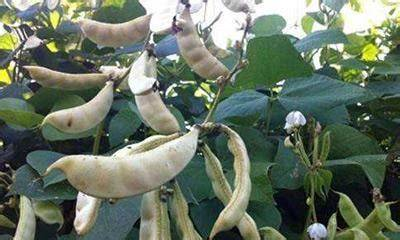 实皆省瑞帽专区今年冬季规划种植3千多英亩扁豆已种2,600英亩