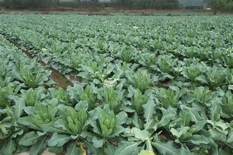 实皆省瑞帽县区现财年冬季种植了冬蔬菜4,500多英亩