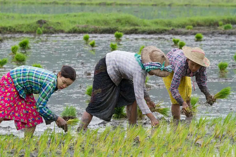 缅甸遭遇远距离冲击：燃料肥料双重挤压，粮食安全拉响最高警报