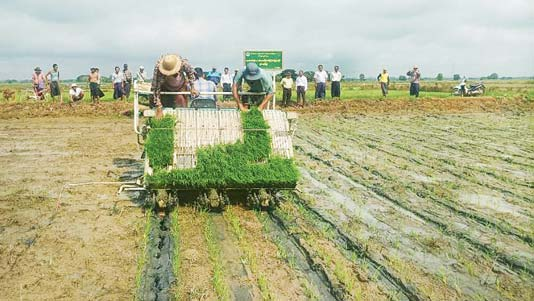 勃固省德宫县区采用插秧机示范种植波山品种稻谷