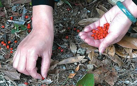 散落的豆子（段春青）