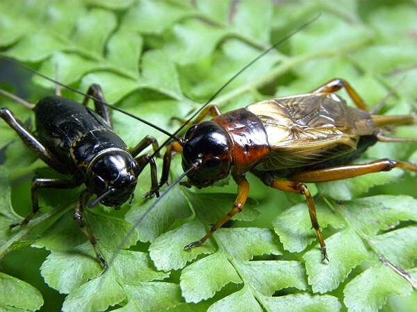 小蟋蟀 （儿童诗）叶国治