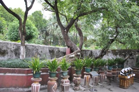 卷烟婆婆家的酸子树（朱徐佳）