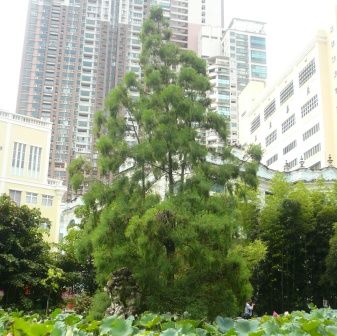 卢园池中松（许均铨）