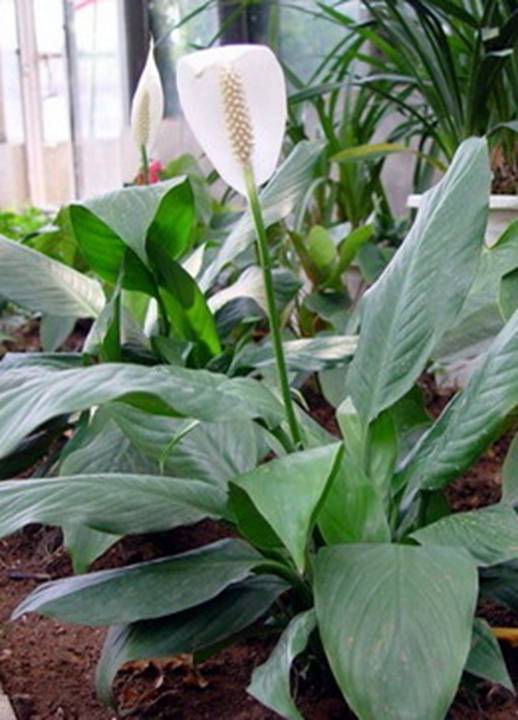 18种常见室内植物的功效
