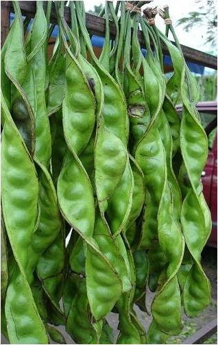 臭豆臭豆知多少 (朱徐佳 洛杉矶) - 南加缅华联