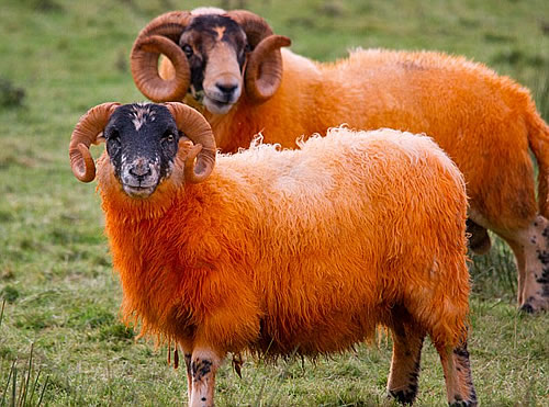 防盗新绝招 鲜艳橙色的“火星”羊