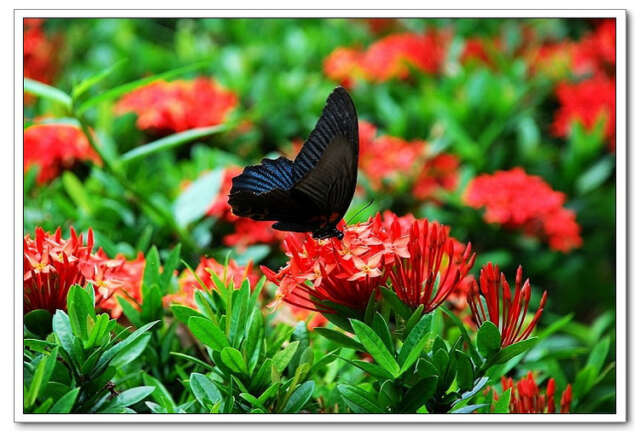 往事（劳慧兰 广州）