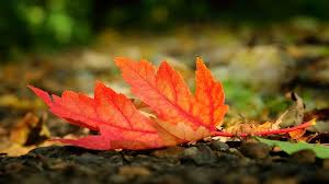 感恩父亲（姜鸿明 ）