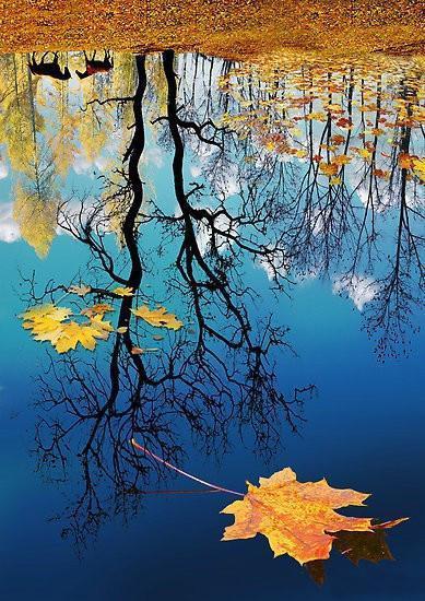 给爷爷的告别信（落叶飘风 ）