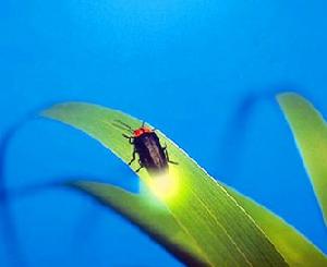 萤火虫（朱徐佳 洛杉矶）