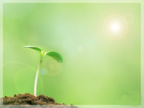 树的一生（曼德勒福庆孔子课堂 刘贵忠）