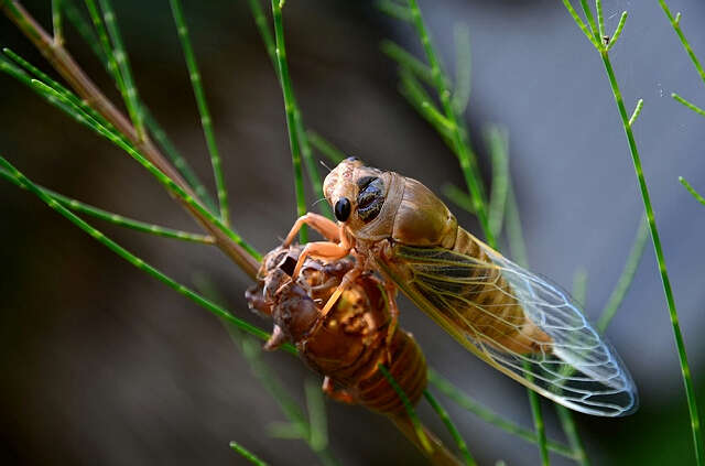 蝉（朱徐佳 洛杉矶）