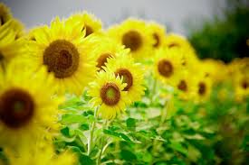 为明天的我 做好准备(八莫七英里中兴佛经学校 杨丽平)