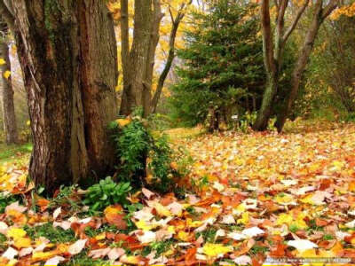 清明祭父（林 枫）