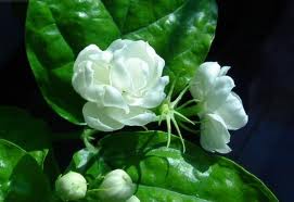 家乡花（朱徐佳 洛杉矶）