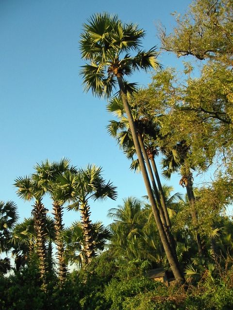 一棵棕榈树