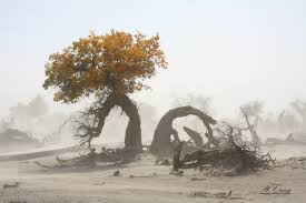 风雨(缅甸) 莫吉伦作 冰翎译