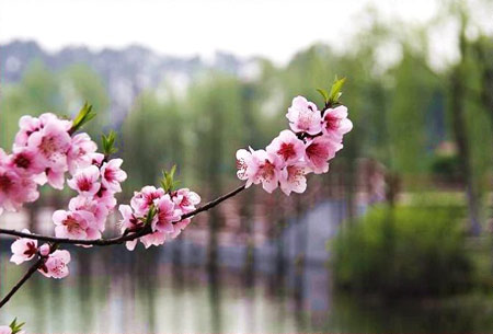 《春》  黄德明