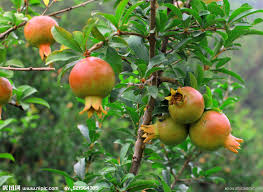 石榴树 （段春青）