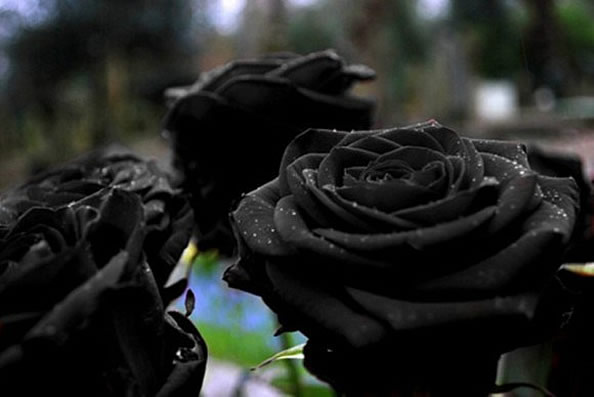 神秘和死亡 罕见的土耳其“黑玫瑰”即将消失