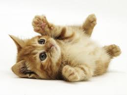 我的可爱的小黄猫（王美意）