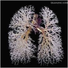 为什么养肺就是养容颜？教你生活养肺法
