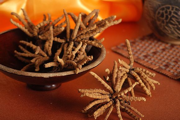 天价冬虫夏草的真相