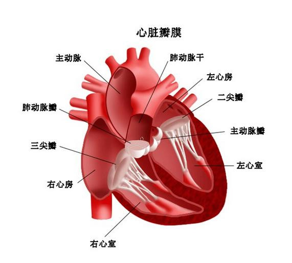 告诉你一个终生不得心脏病的简单方法