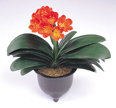 君子兰(朱徐佳 洛杉矶)