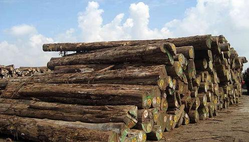 木材常识须知 木材百科—缅甸柚木